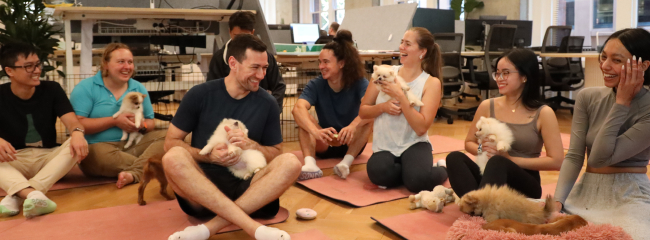 The NurtureCloud team enjoying playing with puppy's during the 2024 puppy yoga office event